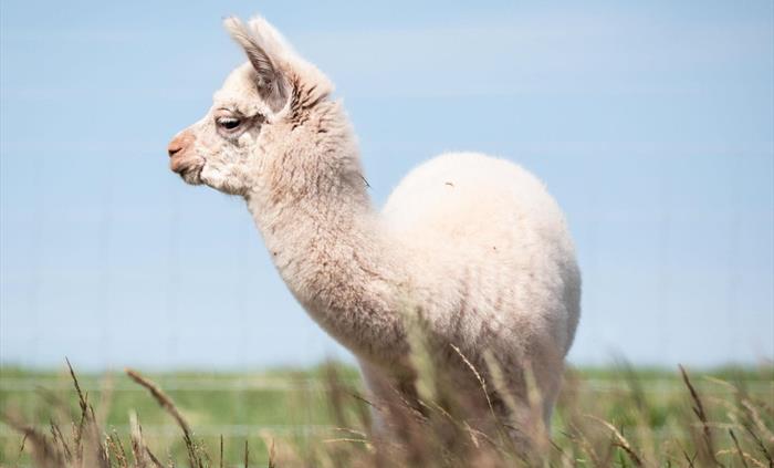 Boris our little Cria born in 2021